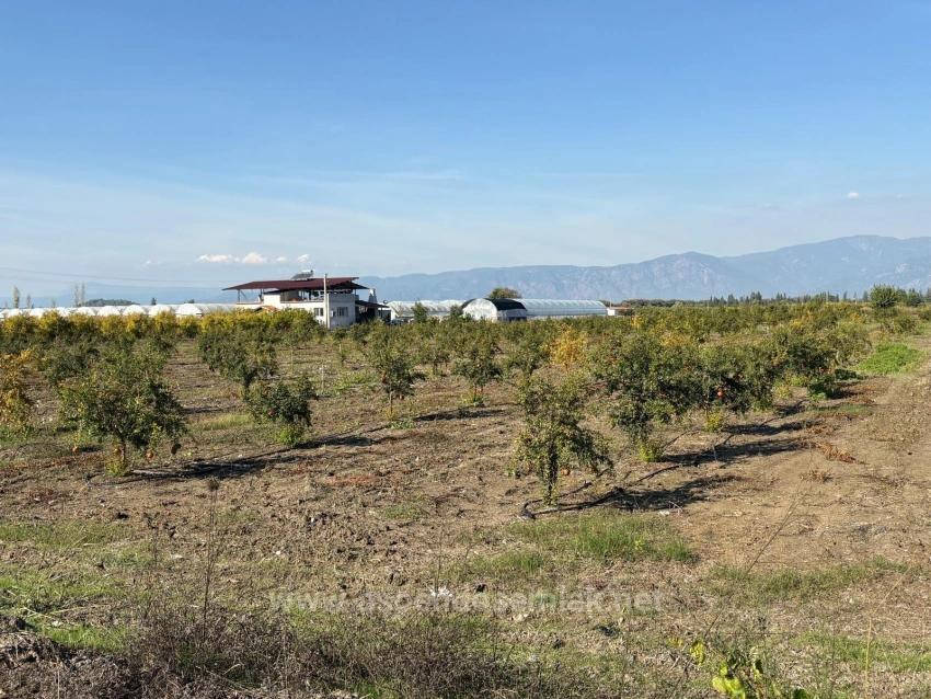 21500 M² Großer Granatapfelgarten In Eskiköy Zu Verkaufen