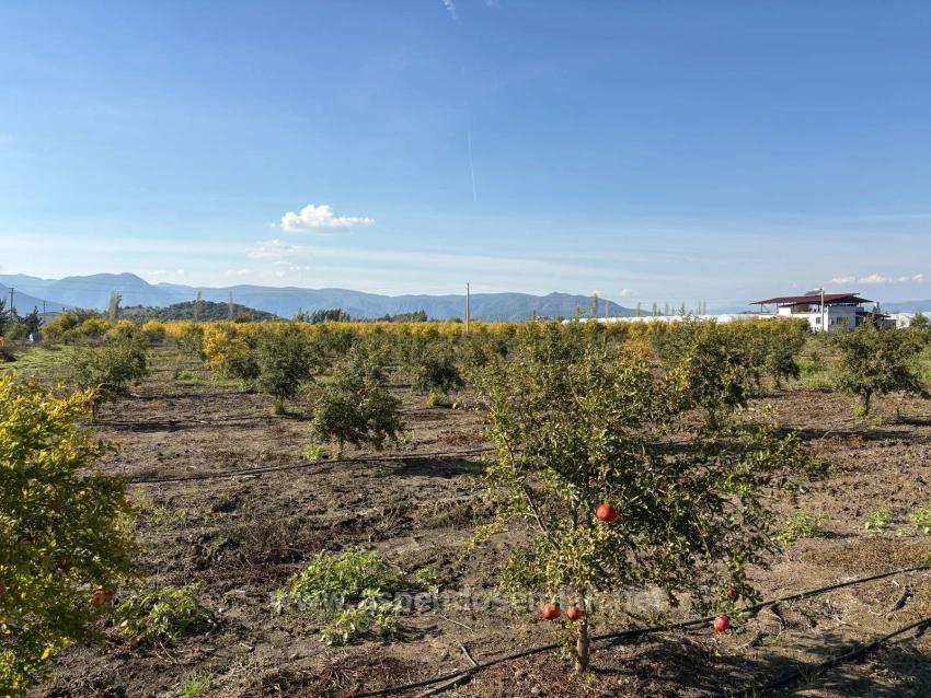 21500 M² Großer Granatapfelgarten In Eskiköy Zu Verkaufen