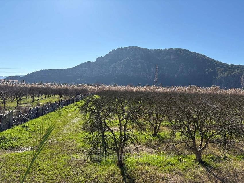 5985 M² Großes Grundstück In Dalyan Zu Verkaufen, Ausgewiesen Für 5 % Weinbau/Obstbau.