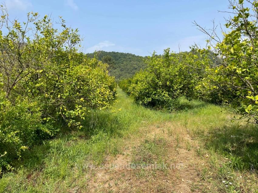 7800 M² Großes Grundstück Zum Verkauf In Gökbel, Neben Der Iztuzu Beach Road