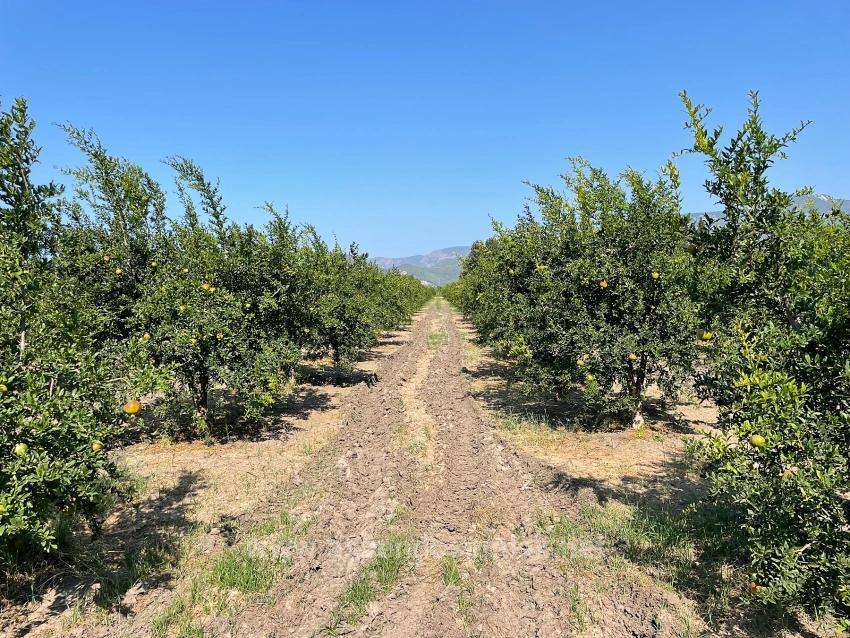 10.000 M² Großer Granatapfelgarten Zum Verkauf In Der Gegend Von Dalyan Arıkbaşı Gerendüzü.