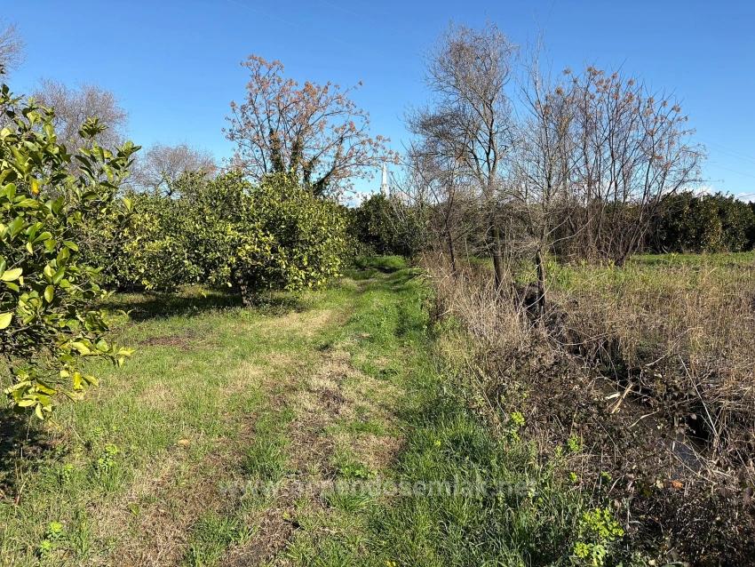 Zitronenhain In Dalyan Zu Verkaufen, 16.500 M²