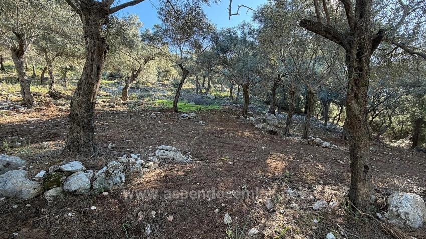 2B-Feld Von 5715 M2 Zum Verkauf Mit Vollem Meerblick In Çandır