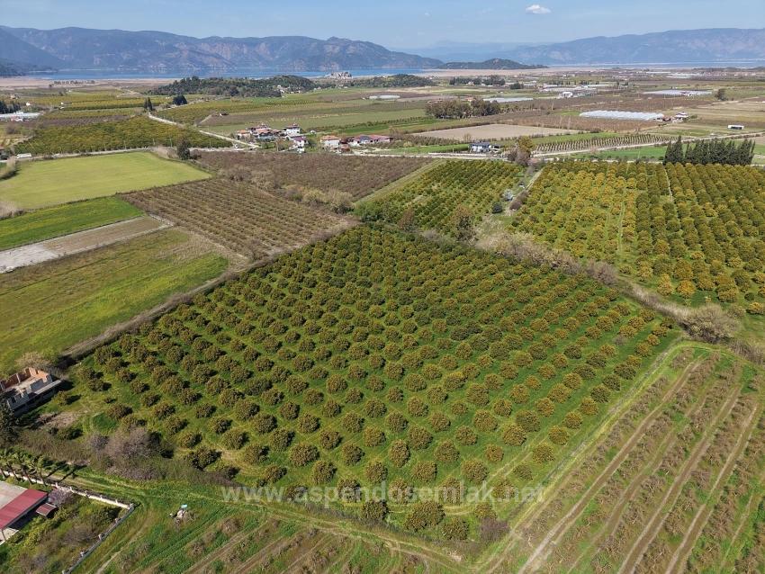 17.550 M2 Weinberg-Bahce Zum Verkauf In Der Nähe Des Dalyan Centers