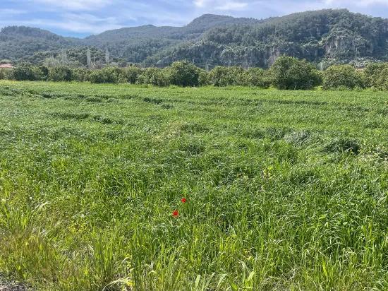 In Okçular Einem 736M2 Großen, 250M2 Großen Bau Genehmigten Verkäuflichen Grundstück