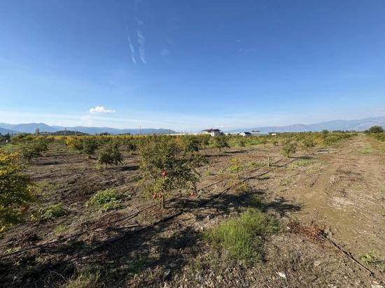 21500 M² Großer Granatapfelgarten In Eskiköy Zu Verkaufen