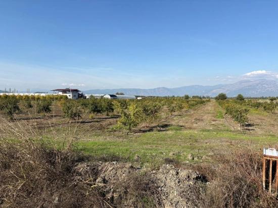 21500 M² Großer Granatapfelgarten In Eskiköy Zu Verkaufen