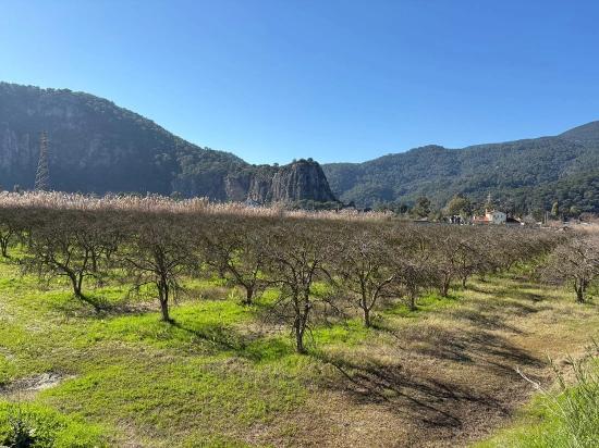 5985 M² Großes Grundstück In Dalyan Zu Verkaufen, Ausgewiesen Für 5 % Weinbau/Obstbau.