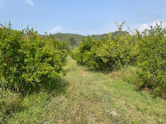 7800 M² Großes Grundstück Zum Verkauf In Gökbel, Neben Der Iztuzu Beach Road