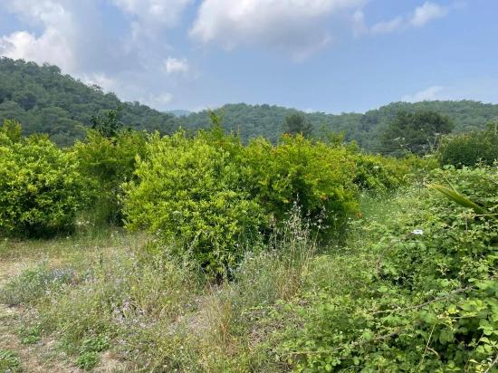 7800 M² Großes Grundstück Zum Verkauf In Gökbel, Neben Der Iztuzu Beach Road