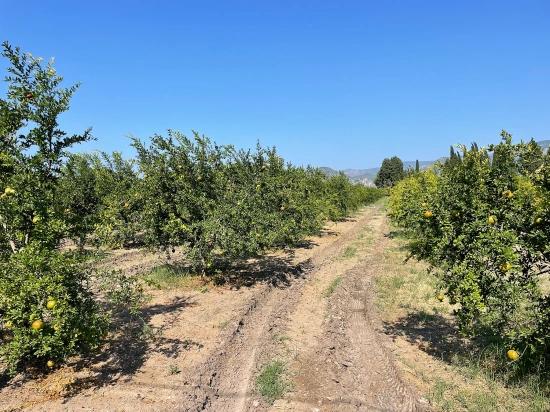 10.000 M² Großer Granatapfelgarten Zum Verkauf In Der Gegend Von Dalyan Arıkbaşı Gerendüzü.