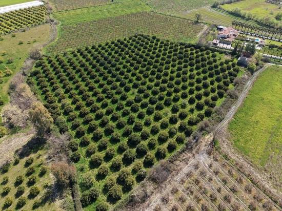 17.550 M2 Weinberg-Bahce Zum Verkauf In Der Nähe Des Dalyan Centers