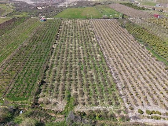 16.710 M² Granatapfelgarten Zum Verkauf Mit Seeblick In Eskiköy