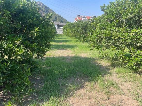 722M2 Grundstück Zum Verkauf In Dalyan Gülpınar
