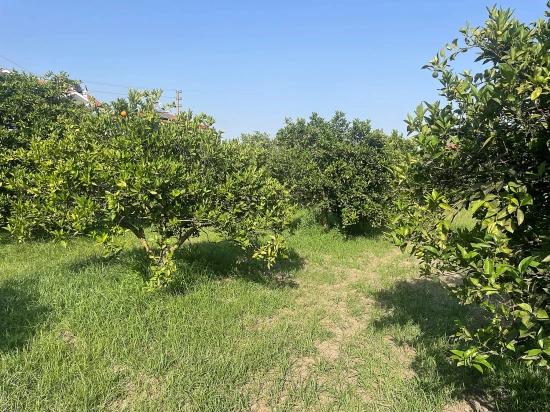 722M2 Grundstück Zum Verkauf In Dalyan Gülpınar