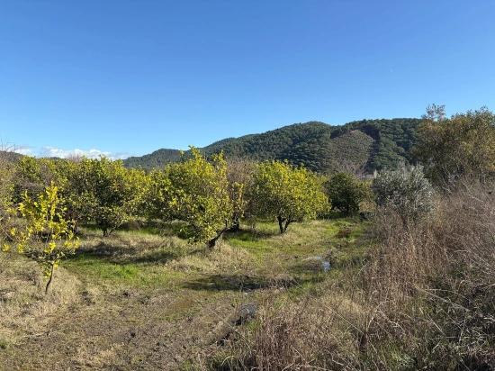 23.000 M² Großes Freistehendes Grundstück In Tepearası Zu Verkaufen.