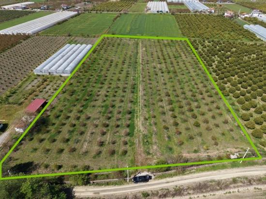 16.000 M² Großer Granatapfelgarten In Eskiköy Zu Verkaufen
