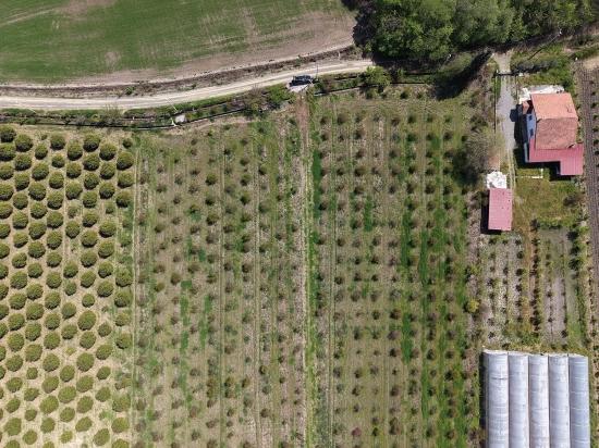 16.000 M² Großer Granatapfelgarten In Eskiköy Zu Verkaufen