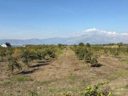 Feld Zu Verkaufen in Eskiköy Bz. Ortaca - Feld-Zonierung - 21.500 m²
