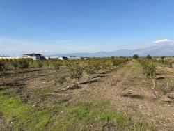 Feld Zu Verkaufen in Eskiköy Bz. Ortaca - Feld-Zonierung - 21.500 m²