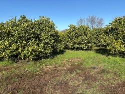 Feld Zu Verkaufen in Dalyan Bz. Ortaca - Feld-Zonierung - 16.500 m²