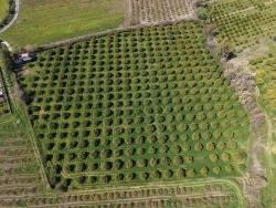 Weinberg & Garten Zu Verkaufen in Dalyan Bz. Ortaca - Weinberg & Garten-Zonierung - 17.550 m²