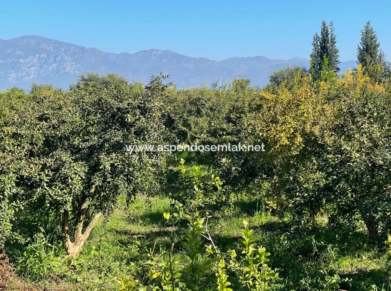 2223M2 Felder Zum Verkauf In Dalyan