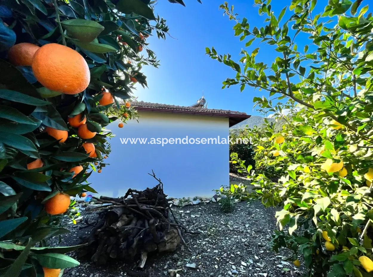 Einstöckiges Haus Zum Verkauf In 5000M2 Grundstück In Çandır