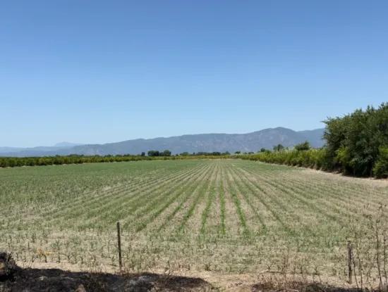 46.550M2 Grundstück Zum Verkauf In Tepearası