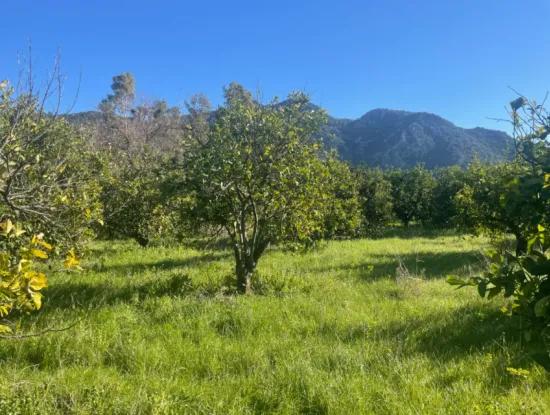 Dalyan Grundstück Zum Verkauf 5227M2 Grundstück Zum Verkauf
