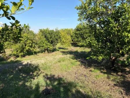 6150M2 Zitronen- Und Granatapfelgarten Zum Verkauf In Eskiköy