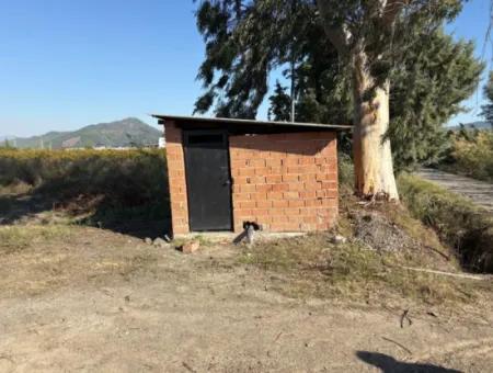 21500M2 Granatapfelgarten Zum Verkauf In Eskiköy