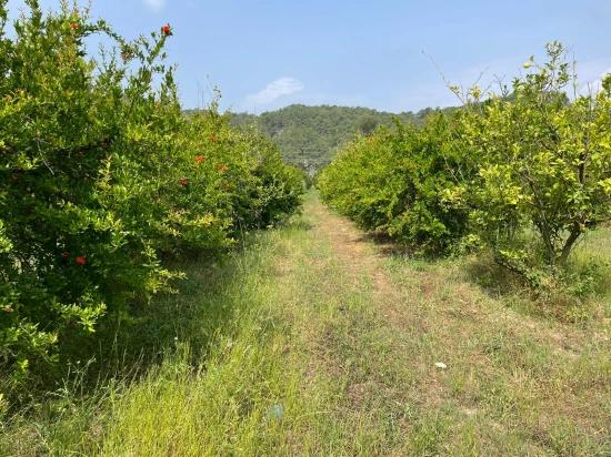 7800 M² Großes Grundstück Zum Verkauf In Gökbel, Neben Der Iztuzu Beach Road