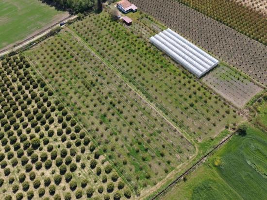 16.000 M² Großer Granatapfelgarten In Eskiköy Zu Verkaufen