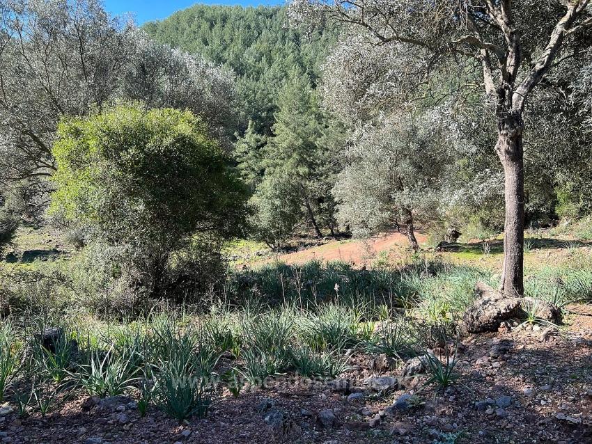 Land For Sale In Gökbel, Surrounded By Nature And Forest.