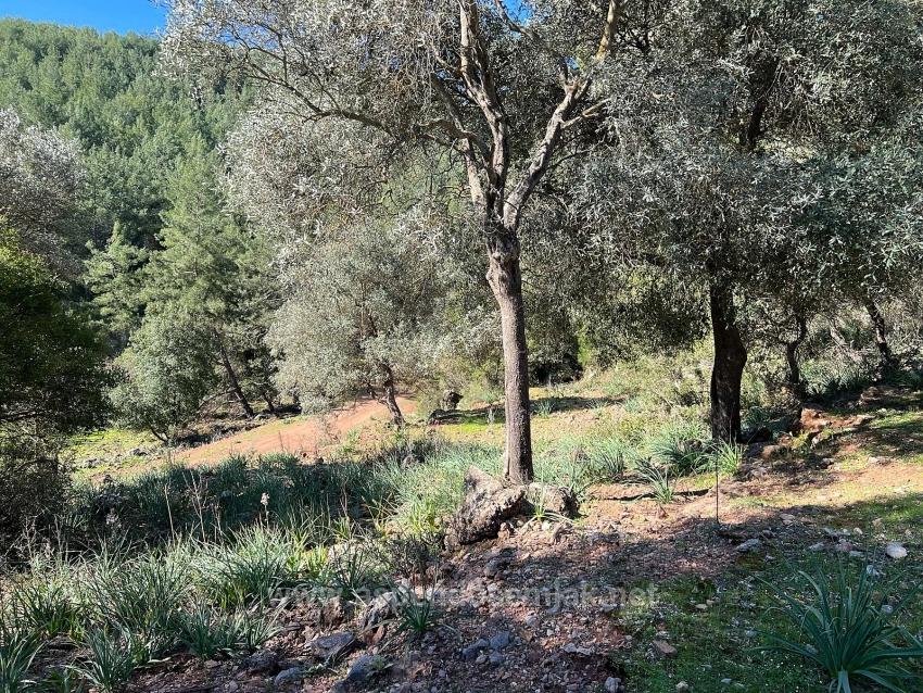 Land For Sale In Gökbel, Surrounded By Nature And Forest.