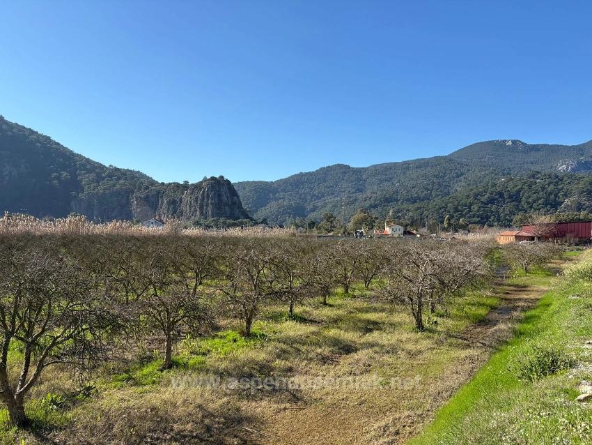 5985M2 Plot Of Land For Sale In Dalyan, Zoned For 5% Vineyard/Orchard Use.