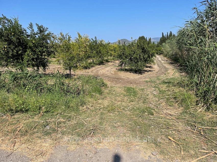 10,000 M² Pomegranate Orchard For Sale In Dalyan Arıkbaşı Gerendüzü Area.
