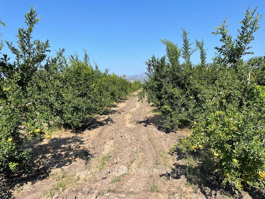 10,000 M² Pomegranate Orchard For Sale In Dalyan Arıkbaşı Gerendüzü Area.