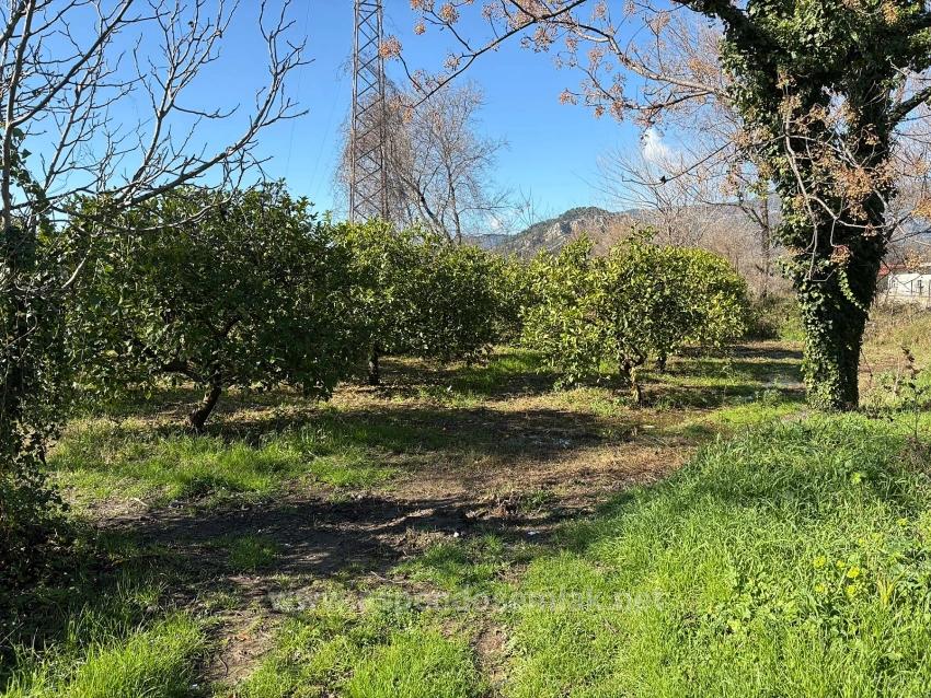 Lemon Orchard For Sale In Dalyan, 16,500 M²