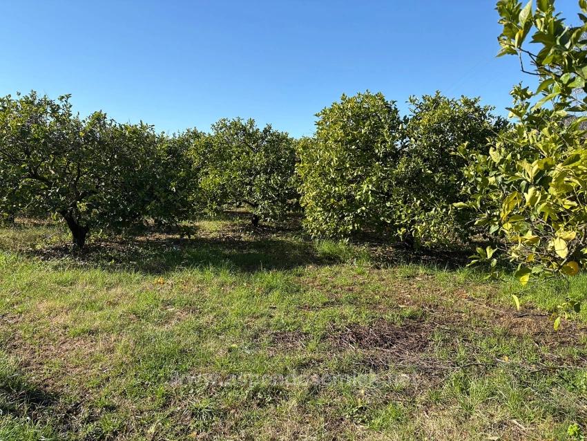 Lemon Orchard For Sale In Dalyan, 16,500 M²