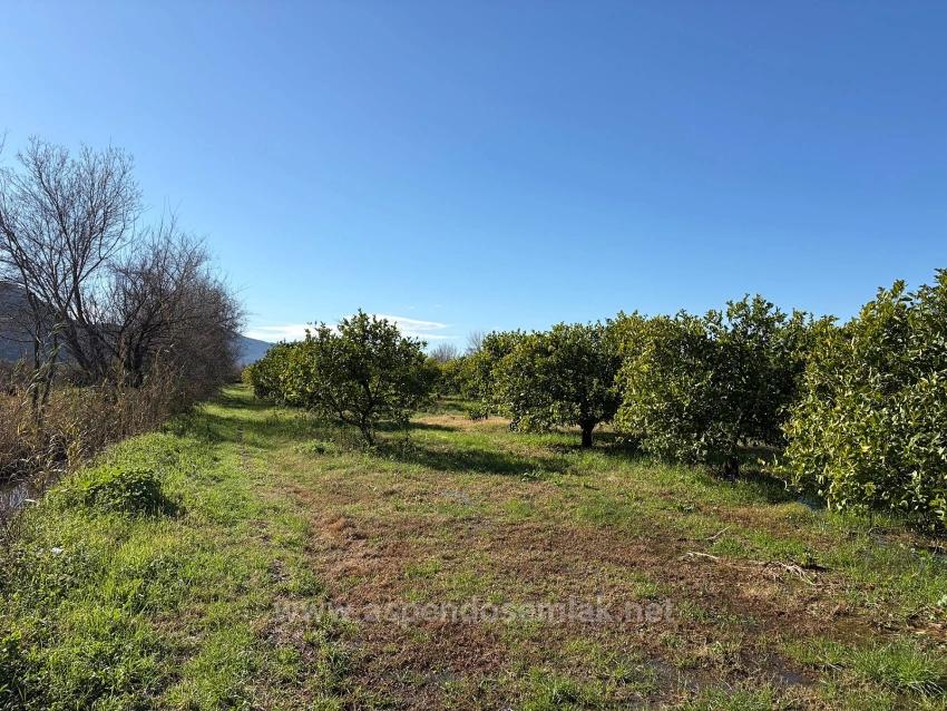 Lemon Orchard For Sale In Dalyan, 16,500 M²