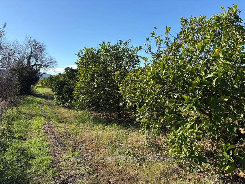 Lemon Orchard For Sale In Dalyan, 16,500 M²