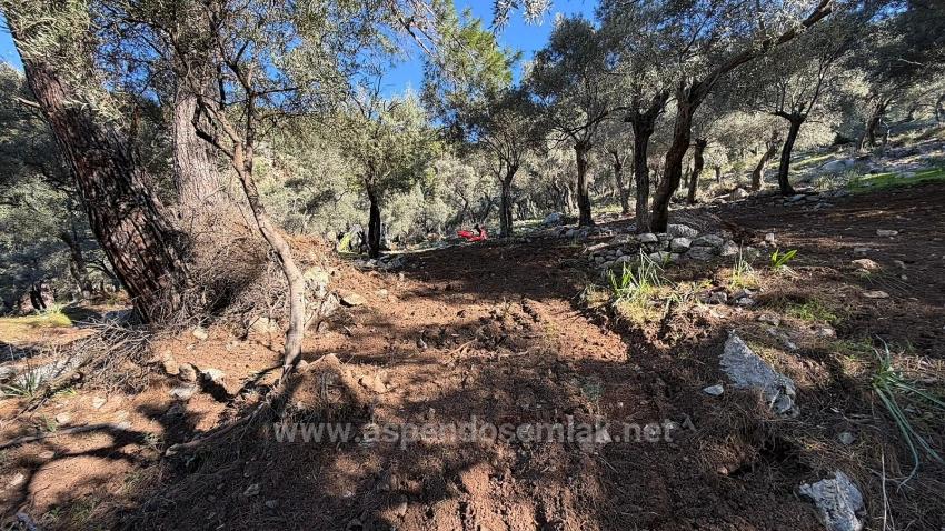 Field For sale in Çandır Nbh. Köyceğiz - Housing Zoned - 5.715 m²