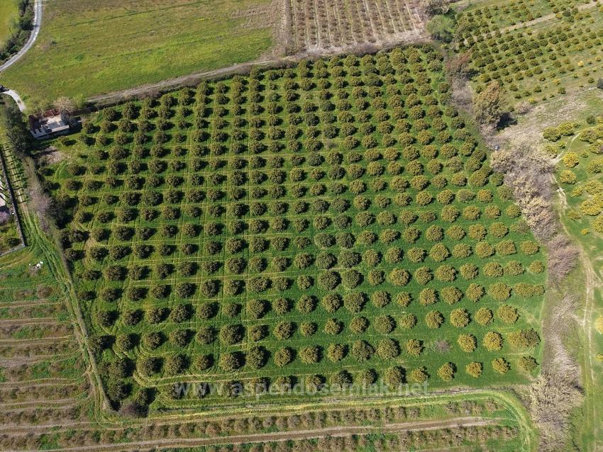 17.550M2 Vineyard-Bahce For Sale Close To Dalyan Center