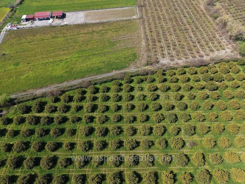 17.550M2 Vineyard-Bahce For Sale Close To Dalyan Center