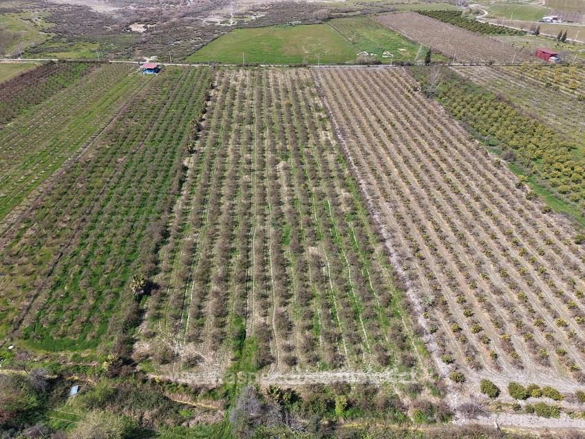 16.710M2 Pomegranate Garden For Sale With Lake View In Eskiköy