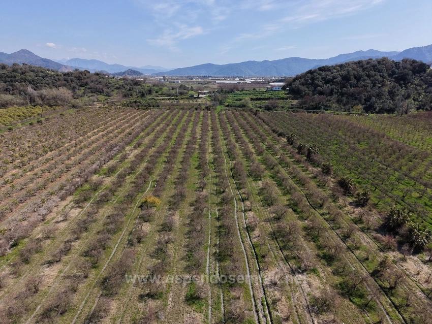 16.710M2 Pomegranate Garden For Sale With Lake View In Eskiköy