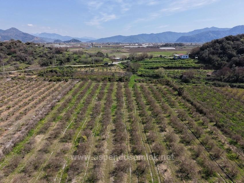 16.710M2 Pomegranate Garden For Sale With Lake View In Eskiköy