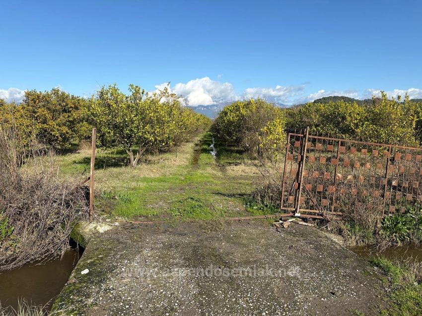 23,000M2 Detached Field And Garden For Sale In Tepearasın